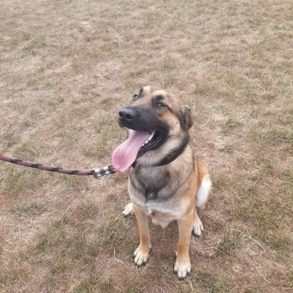 Mind of Dogs - photo 2