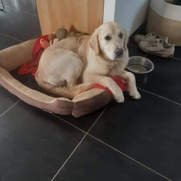 Mind of Dogs - photo 3