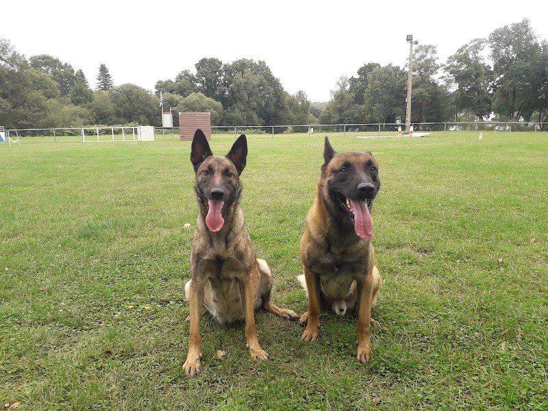 ToutouZen56 - Educateur canin, pet-sitting, promenade, CSAU - photo 2