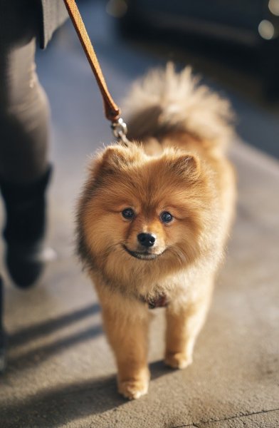 ToutouZen56 - Educateur canin, pet-sitting, promenade, CSAU - photo 3