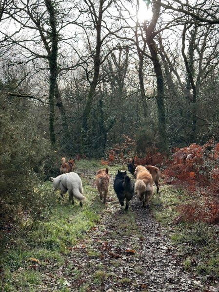Axel Le Moing, éducateur canin