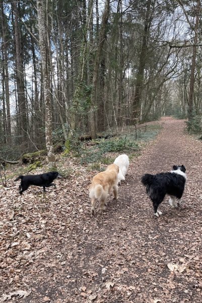 Axel Le Moing, éducateur canin - photo 2