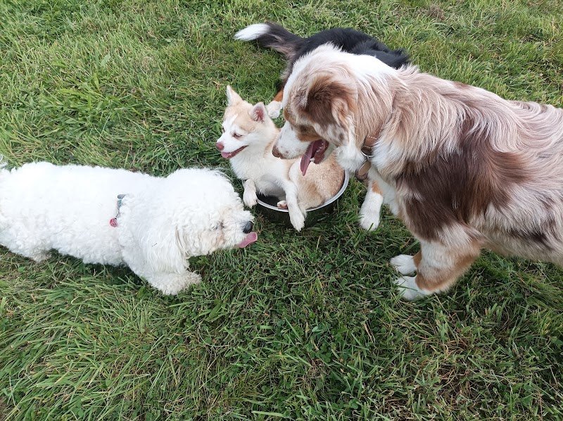 Club canin de Ploemeur Breizh Cool Dogz - photo 1