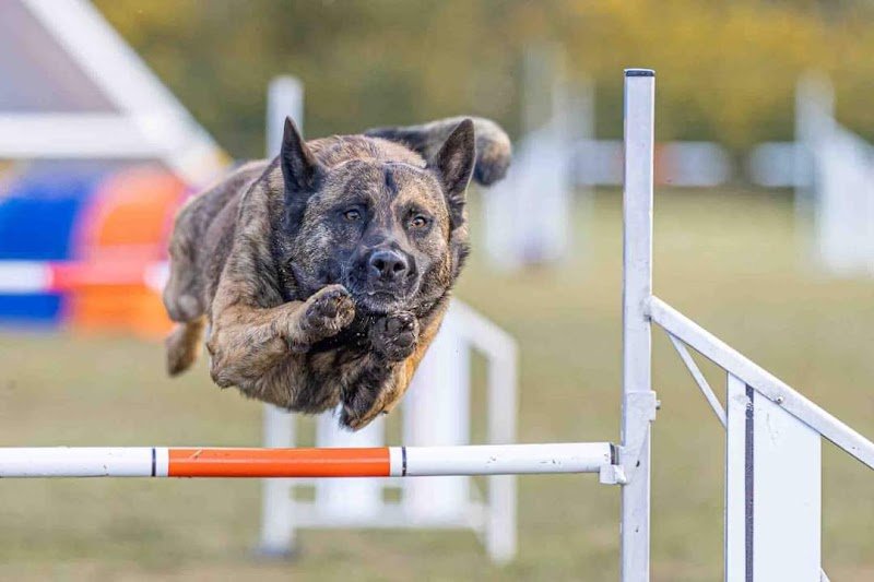 Club canin de Ploemeur Breizh Cool Dogz - photo 3