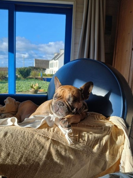 Ti Ki pension pour petits chiens