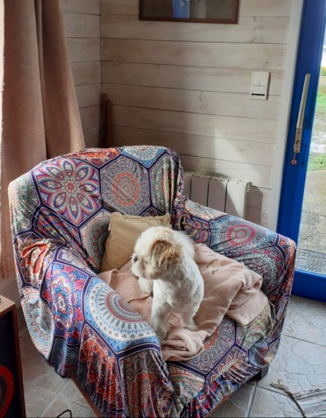 Ti Ki pension pour petits chiens - photo 2