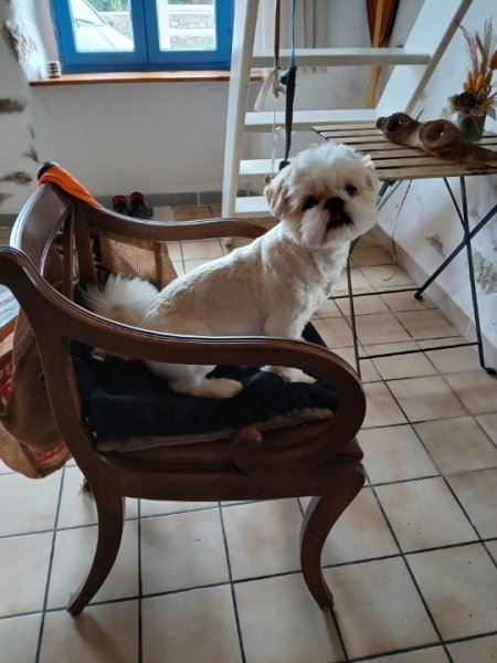 Ti Ki pension pour petits chiens - photo 3