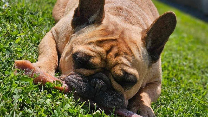 Uni’tidog - photo 2