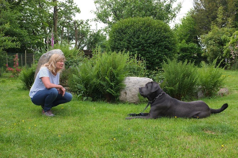 J'éduque mon chien/Educateur canin comportementaliste - photo 1