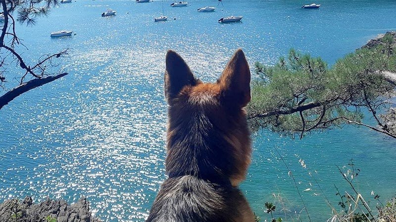 Paroles d'Animaux - éducateur canin à Rennes