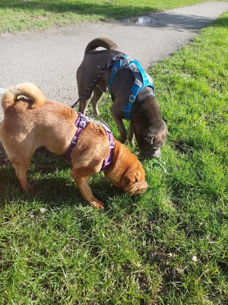 Paroles d'Animaux - éducateur canin à Rennes - photo 2