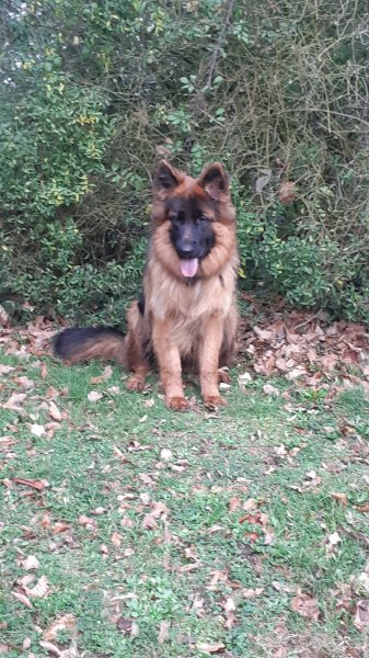 Paroles d'Animaux - éducateur canin à Rennes - photo 3