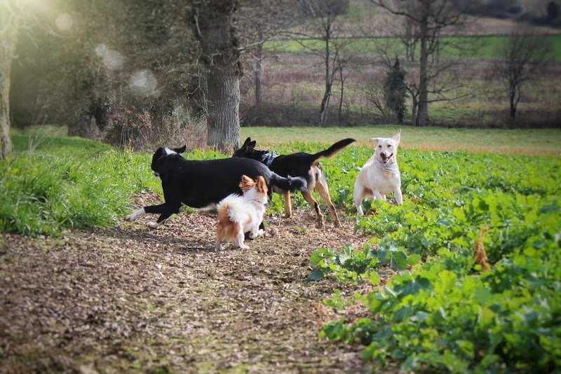 Pet's Heaven - Éducateur comportementaliste canin Rennes - photo 3