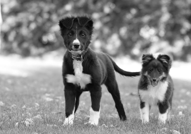 ABC Dog City - photo 2