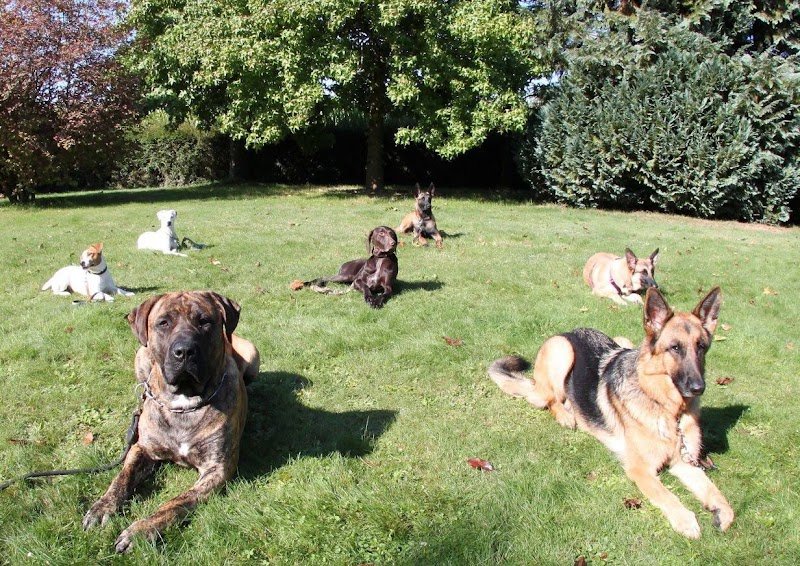 ABC Dog City - photo 3