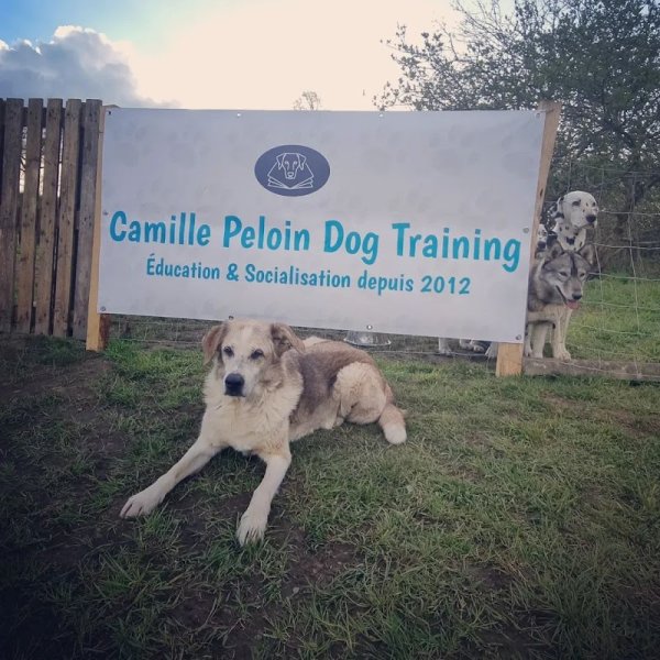 Camille Peloin - Comportement, Éducation Canine & Socialisation Pacé - Rennes Ouest et Hédé - Rennes Nord - photo 2