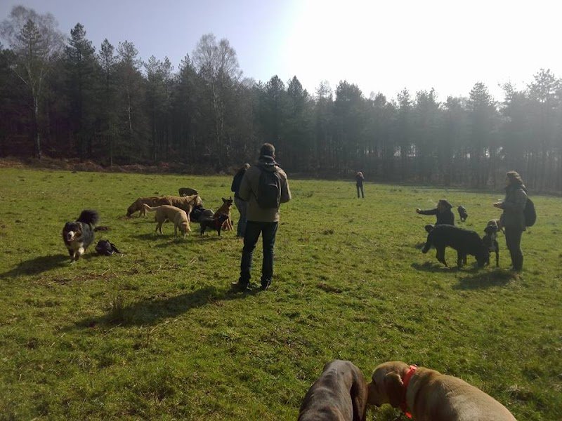 A FREE DOG educateur canin comportementaliste canin