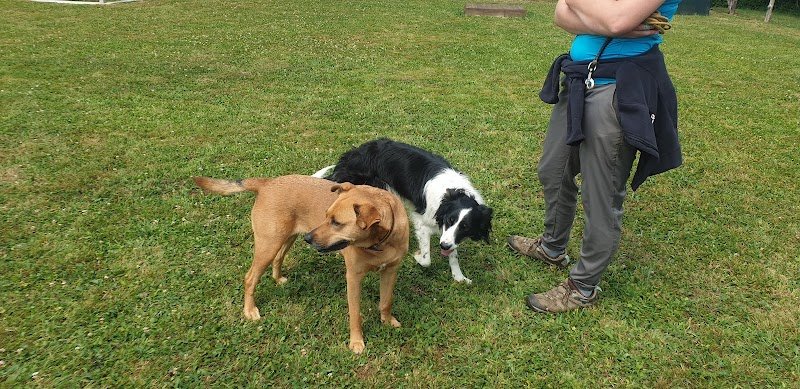 A FREE DOG educateur canin comportementaliste canin - photo 2