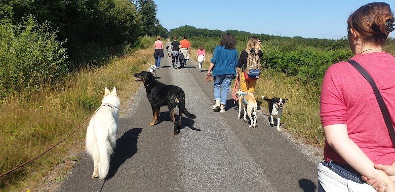 A FREE DOG educateur canin comportementaliste canin - photo 3