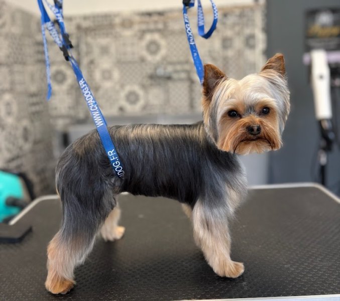 Pretty Dog - photo 2