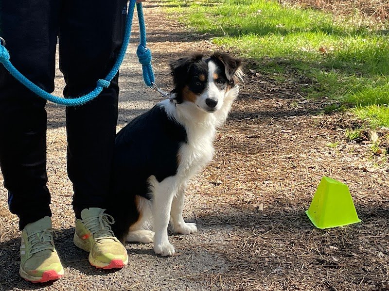 As de chien - photo 2