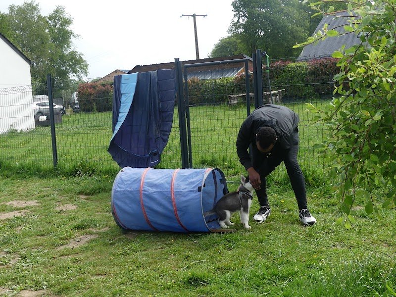 Ecole canine de Plessé - photo 3
