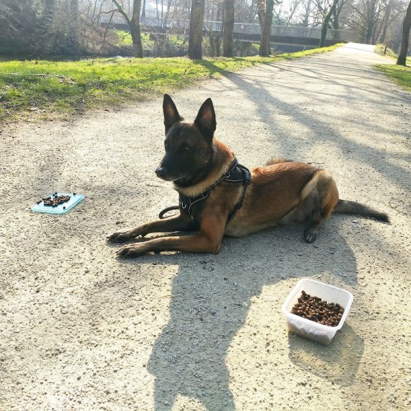 Kador de chien - photo 1