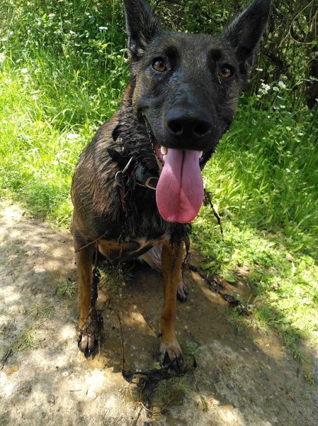 Kador de chien - photo 2