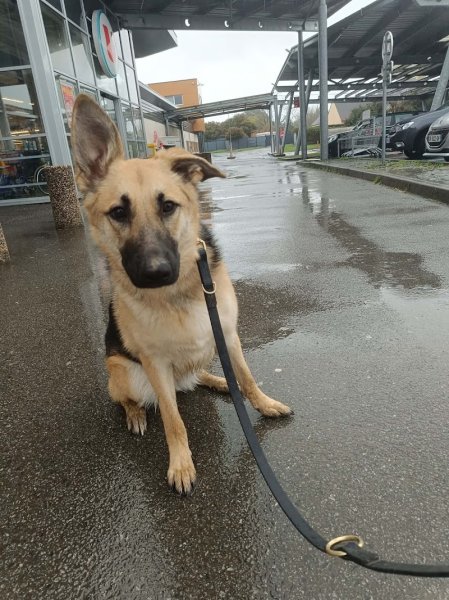 Kador de chien - photo 3