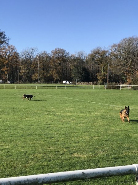 Simon Christophe éducateur canin - photo 1