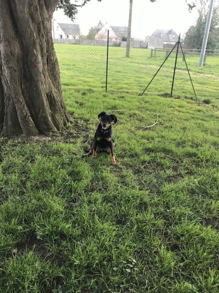 Simon Christophe éducateur canin - photo 2