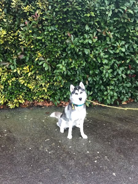 Simon Christophe éducateur canin - photo 3