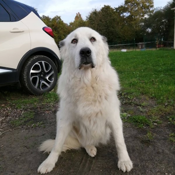 DOGOBEISSANCE - photo 1