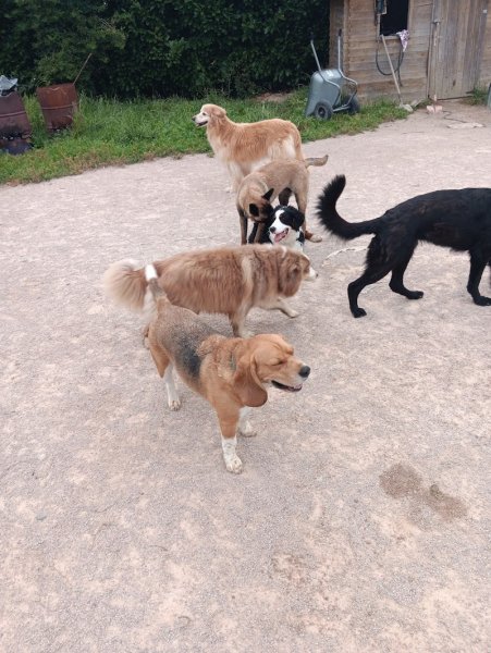 DOGOBEISSANCE - photo 2