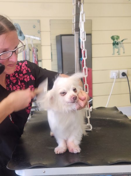 Toilettage espace Canin - photo 1