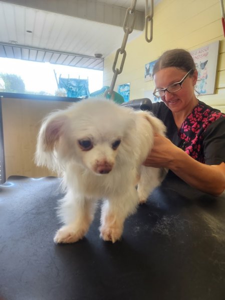 Toilettage espace Canin - photo 3