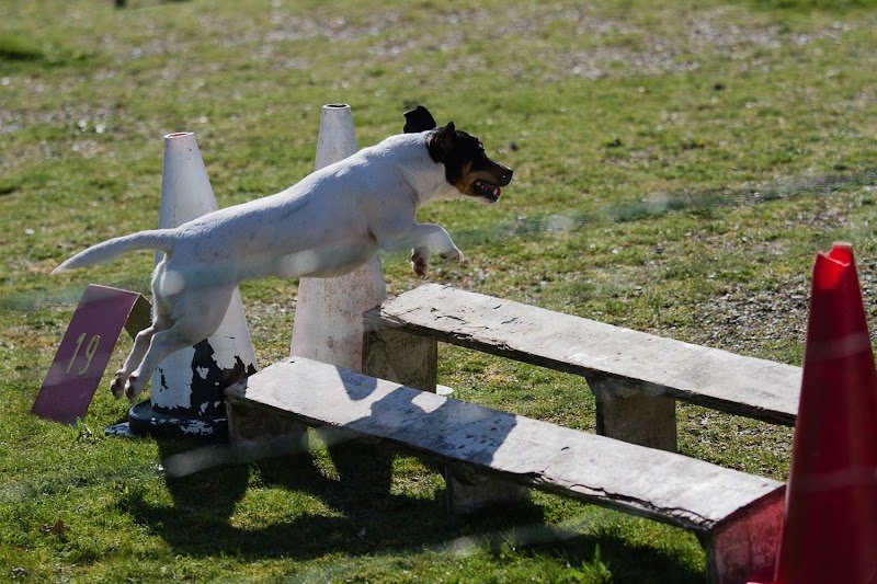 Club Canin de Janzé