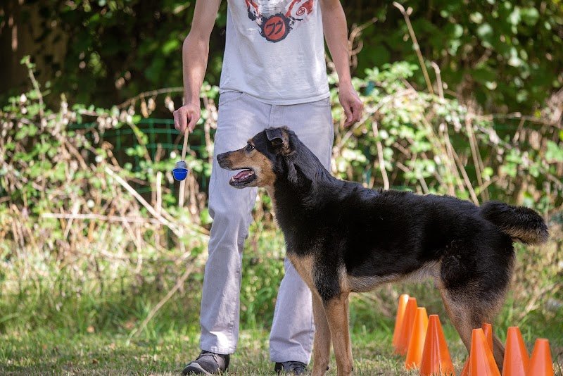 Club Canin MEET YOUR DOG