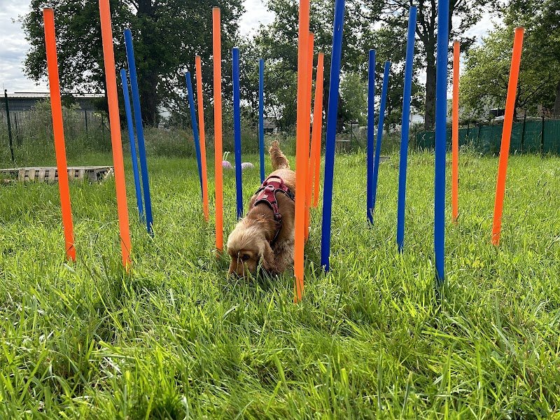 Club Canin MEET YOUR DOG - photo 2