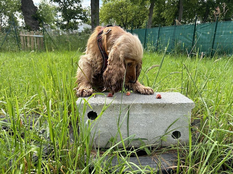 Club Canin MEET YOUR DOG - photo 3