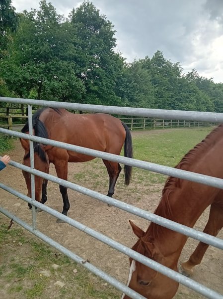 Very Club Canin de Bourgbarré - photo 2