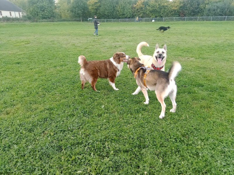 Parc pour chien - photo 2