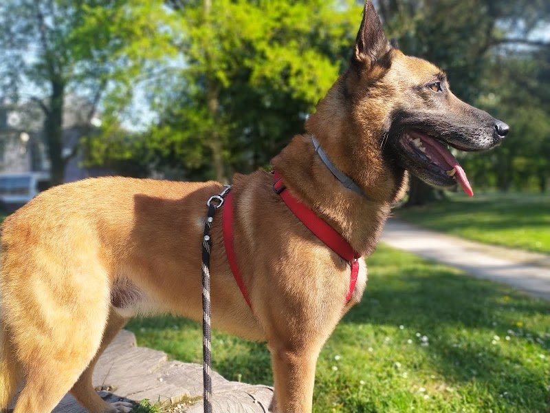 Le Petit Canin - photo 2