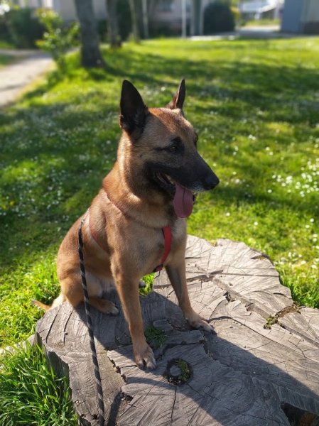 Le Petit Canin - photo 3