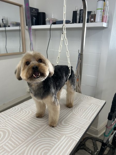 Beauty Dog II - photo 1