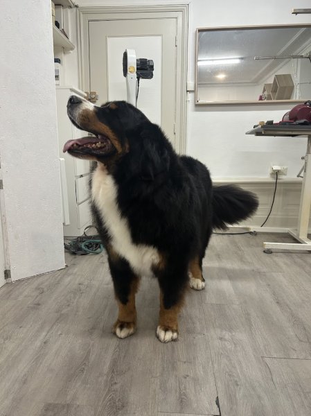 Beauty Dog II - photo 3