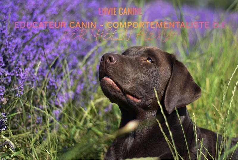 En Vie Canine Comportementaliste canin Rennes Est