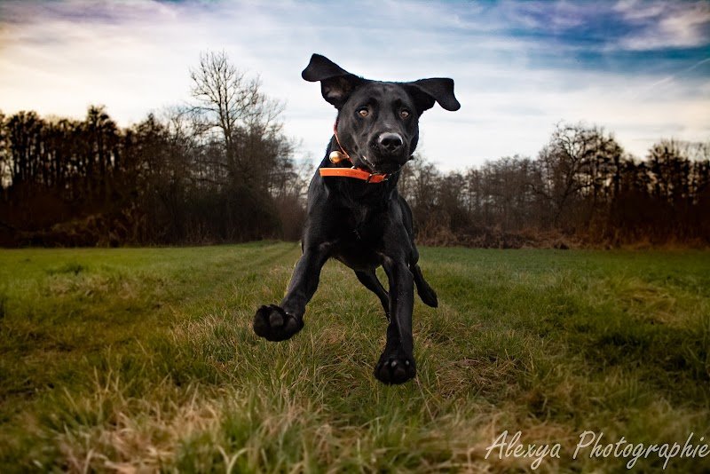 En Vie Canine Comportementaliste canin Rennes Est - photo 2