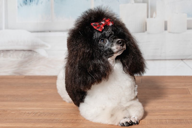 Melissa's Dogs - Toilettage chien