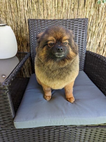 Melissa's Dogs - Toilettage chien - photo 3